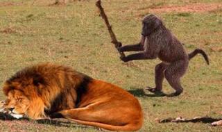 胆大包天正确一肖的动物 胆大包天正确一肖的动物