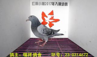 贵州大红枫大棚秋棚